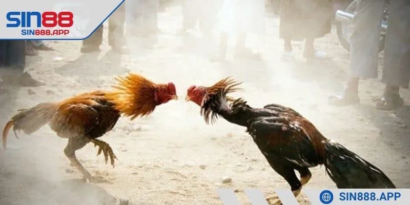 Vai trò của cách nuôi gà đá bo trong thi đấu