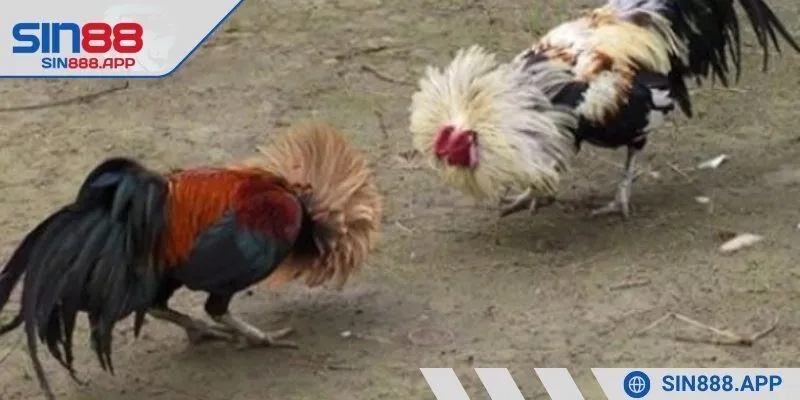 Lên lịch luyện tập cho chiến kê hợp lý